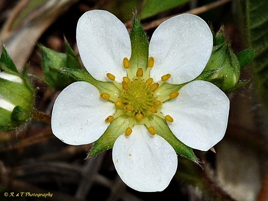 {Fragaria virginiana}